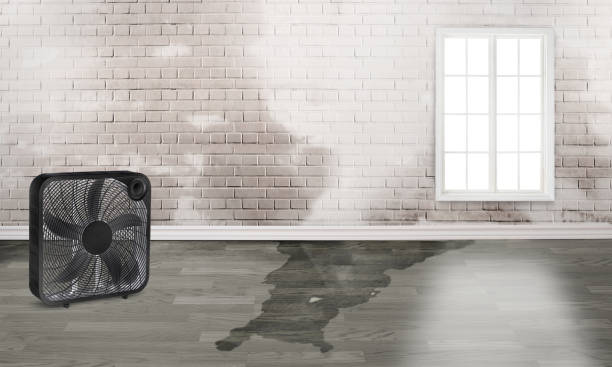 Best Mold removal after water damage  in Tunkhannock, PA
